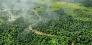 New Resource for Tracking Forests, Logging and Mining in DRC Congo Forest
