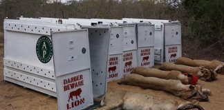 Lions Return to Akagera