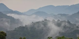 Bwindi Impenetrable Forest