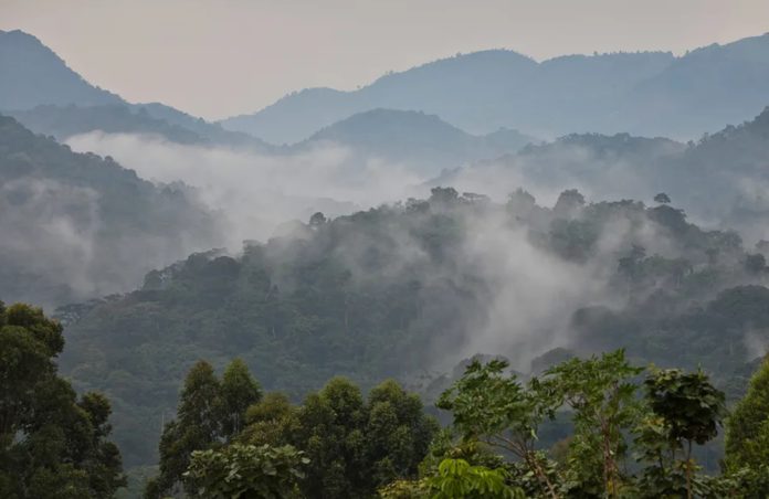 Bwindi Impenetrable Forest