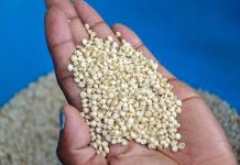 Prices for Grain Decline in EAC Reveals a New Market Report East Africa Grain