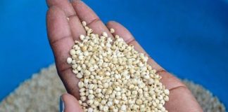 Prices for Grain Decline in EAC Reveals a New Market Report East Africa Grain