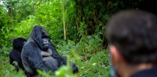 Planning a Gorilla Trek in Uganda & Rwanda Gorilla Tour
