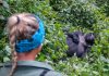 Gorilla Tourism