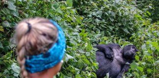 Where to Go Gorilla Trekking in 2025: Uganda vs Rwanda Gorilla Tourism