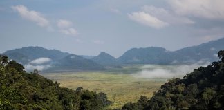 5 Reasons Why You Should Visit Rwanda this Year Nyungwe Forest