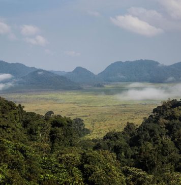 5 Reasons Why You Should Visit Rwanda this Year Nyungwe Forest