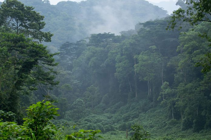 Bwindi Forest