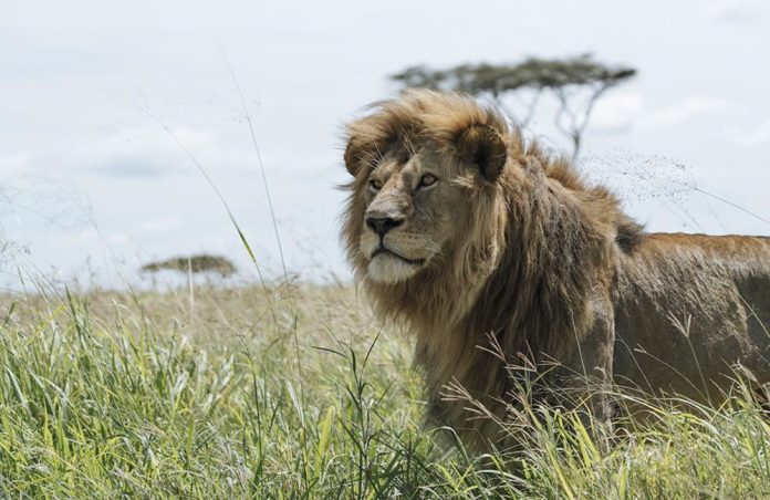 Uganda Lion