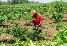 East Africa’s Starving Population Calls for an Agricultural Paradigm Shift Agriculture in East Africa