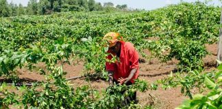 Agriculture in East Africa
