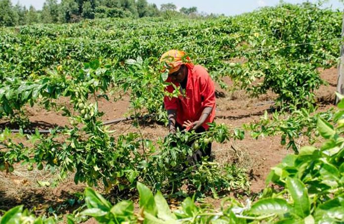 Agriculture in East Africa