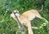 Uganda Lion Electocuted