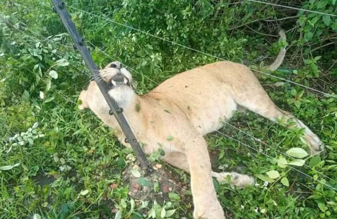 Uganda Lion Electocuted