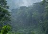 Virunga Forests