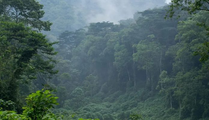 Virunga Forests