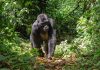 Rwanda Mountain Gorilla Trek