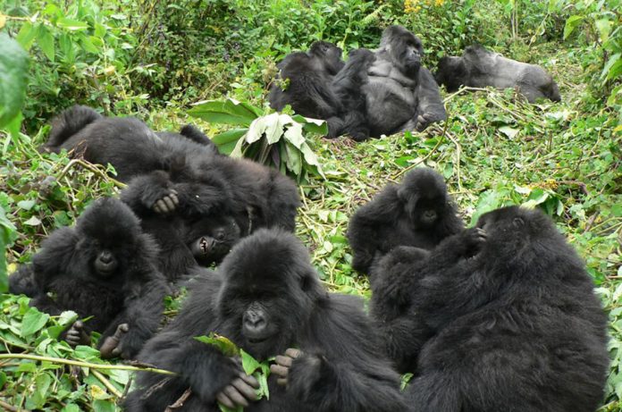 Bwindi Mountain Gorilla