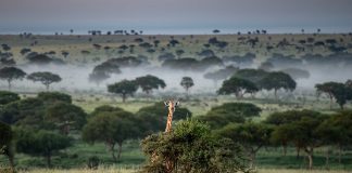 Uganda Voted the Best Place to Visit in 2012 Uganda Wildlife