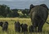 Wild Uganda Elephants