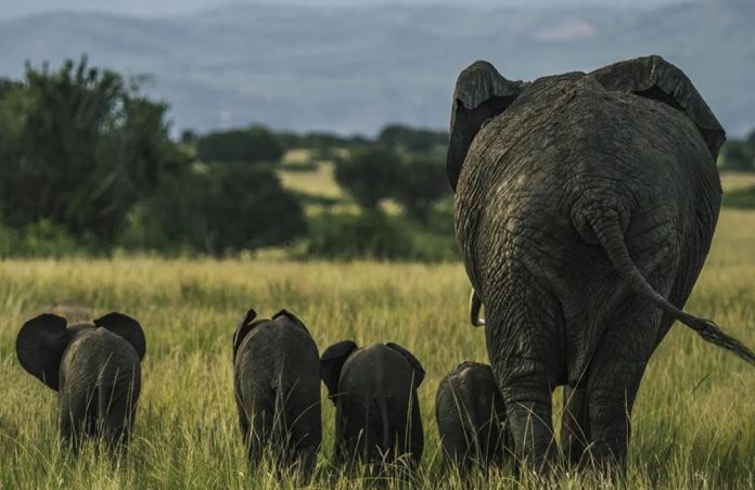 Wild Uganda Elephants