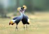 Uganda’s Iconic Crested Crane at the Verge of Extinction Grey Crested Crane in Uganda