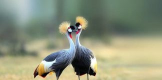 Uganda’s Iconic Crested Crane at the Verge of Extinction Grey Crested Crane in Uganda