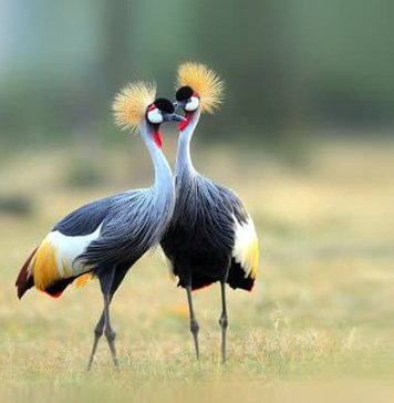 Uganda’s Iconic Crested Crane at the Verge of Extinction Grey Crested Crane in Uganda