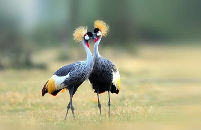Grey Crested Crane in Uganda