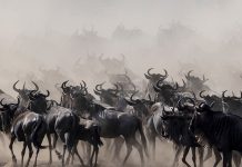 Following the Wildebeest Migration Across Borders Wildebeests Migration