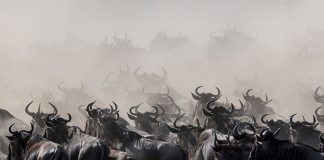 Following the Wildebeest Migration Across Borders Wildebeests Migration