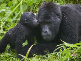 Come to Uganda and Enjoy the Wild Side gorilla tracking Bwindi