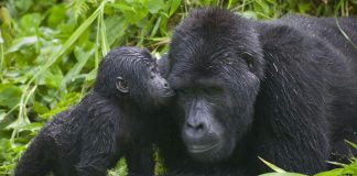 Come to Uganda and Enjoy the Wild Side gorilla tracking Bwindi