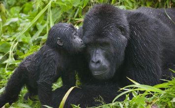 Come to Uganda and Enjoy the Wild Side gorilla tracking Bwindi