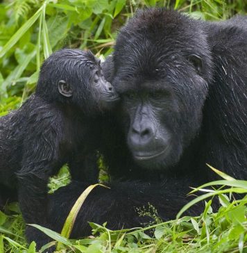 Come to Uganda and Enjoy the Wild Side gorilla tracking Bwindi