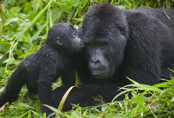 gorilla tracking Bwindi